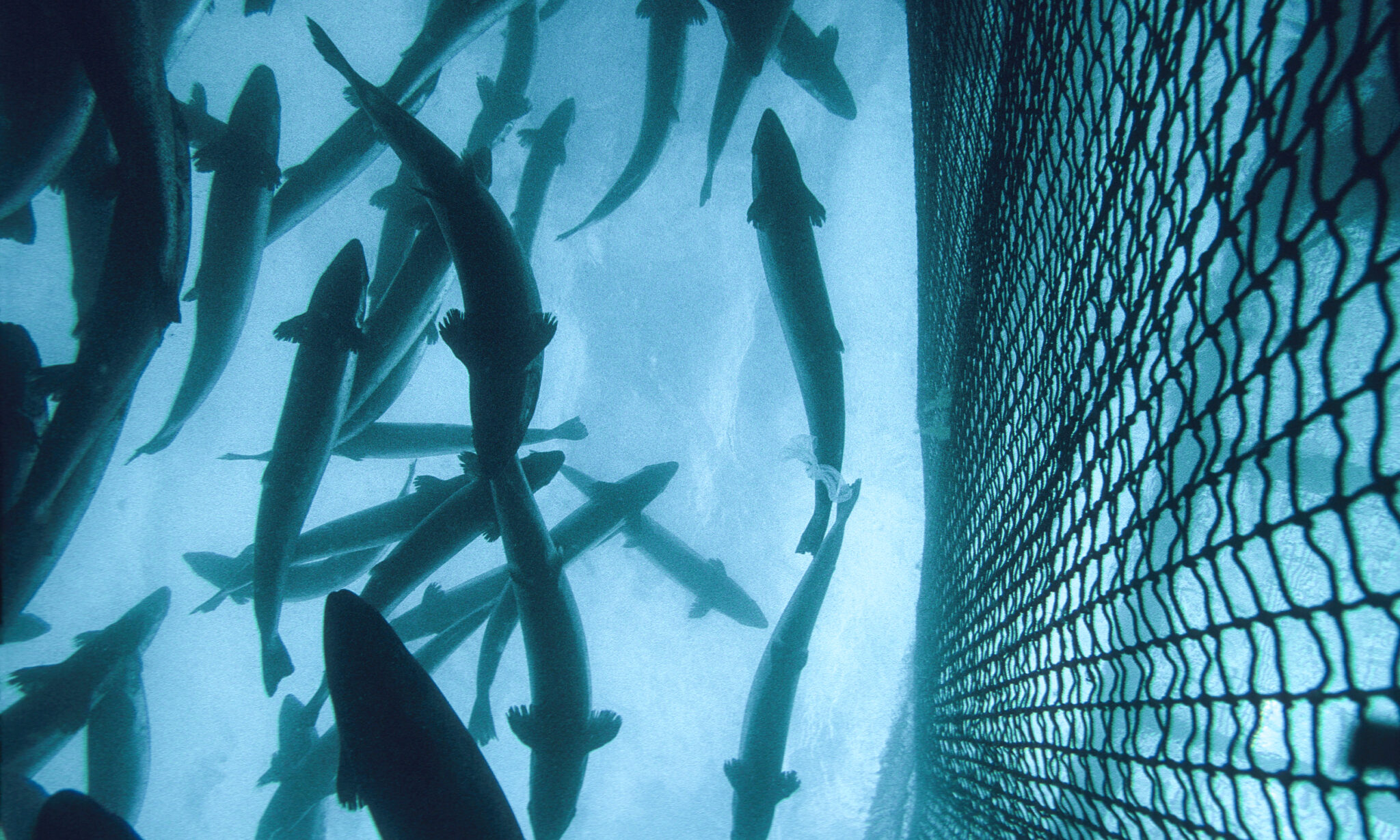 Aqua Robotics